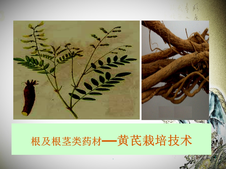 黄芪的栽培技术课件.ppt_第1页