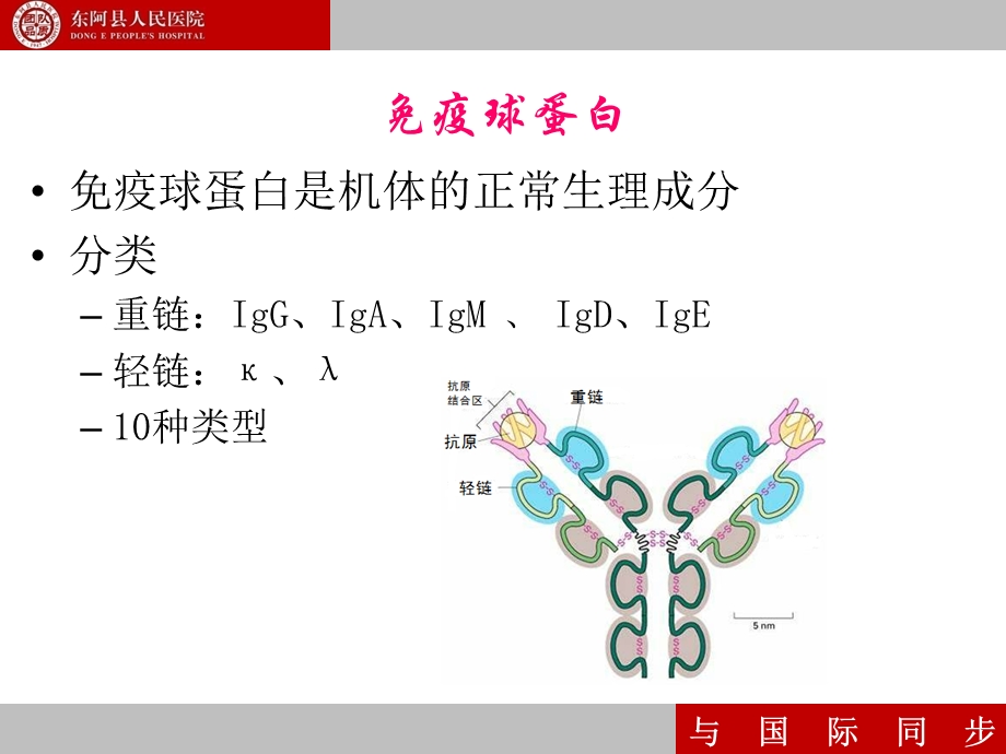 M蛋白检测的临床意义 医学ppt课件.ppt_第3页