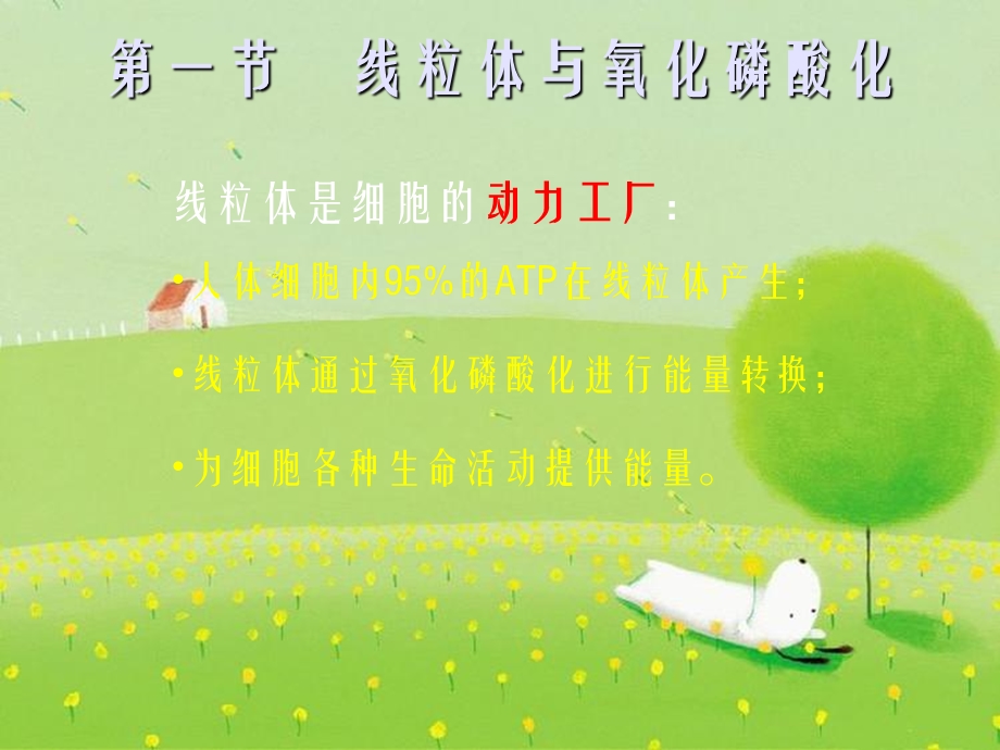 《线粒体与叶绿体》课件.ppt_第3页