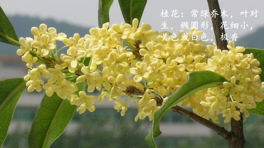 《桂花雨》PPT部编版五上课件.pptx_第2页