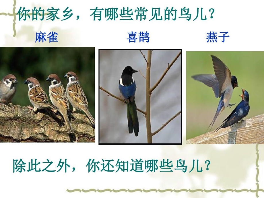 《鸟专题》ppt）模板课件.ppt_第3页