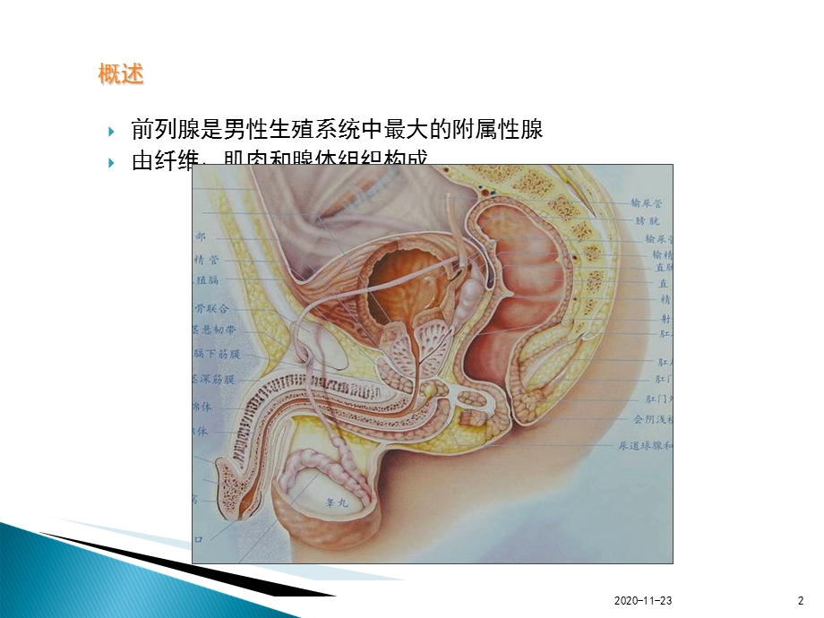 (2020年)磁共振前列腺癌(最新ppt课件).ppt_第2页