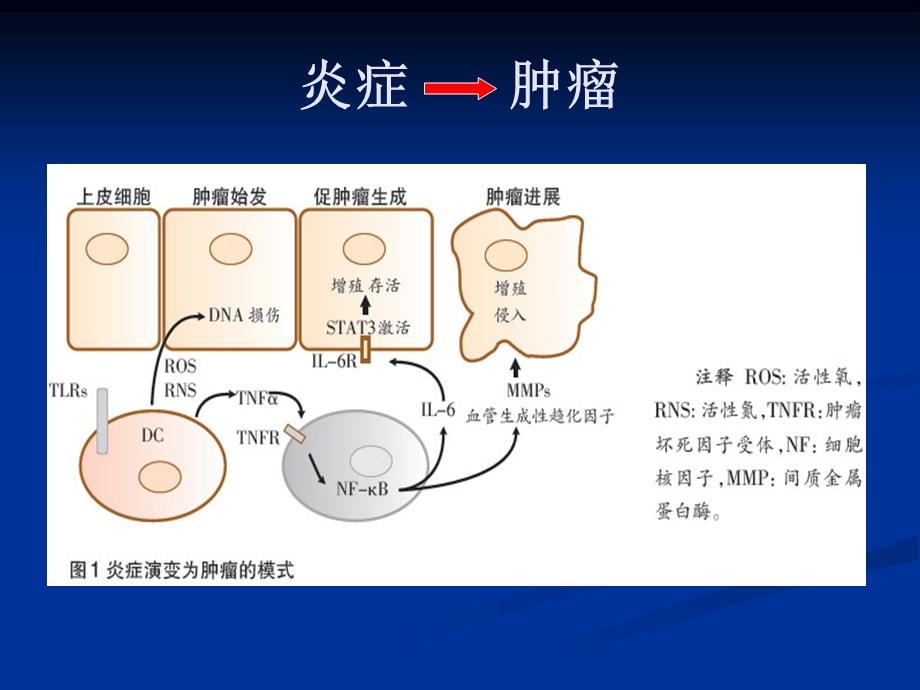 COX 2与肿瘤的关系汇总课件.ppt_第3页