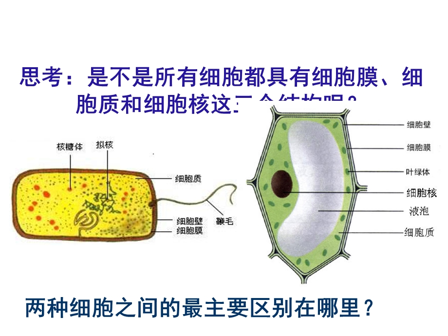 《细胞膜和细胞壁》课件.ppt_第1页