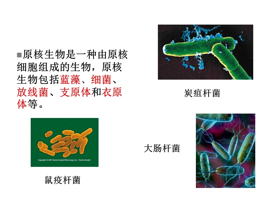 《细胞膜和细胞壁》课件.ppt_第2页