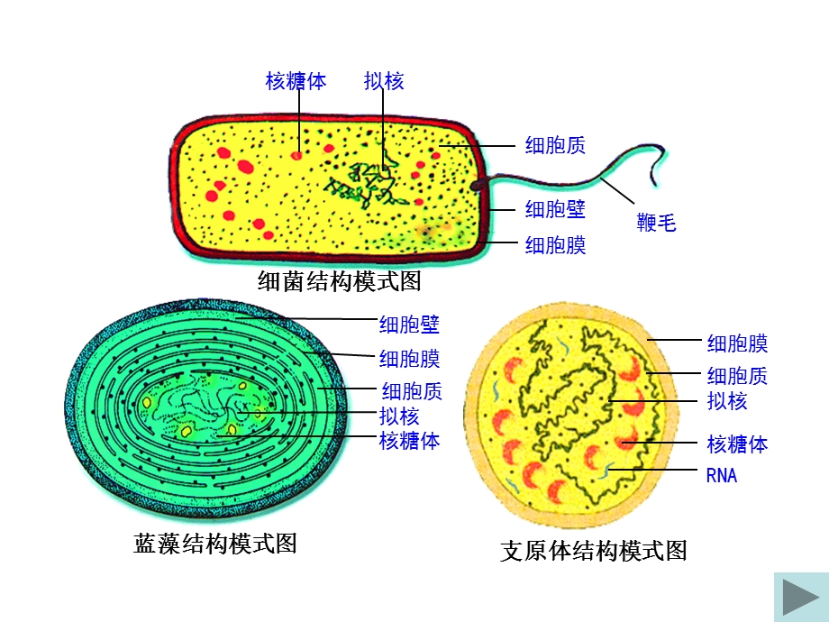 《细胞膜和细胞壁》课件.ppt_第3页