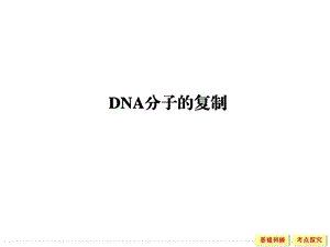 DNA分子的复制 6 课件.ppt