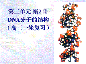 《DNA分子的结构 高三一轮复习》教学ppt课件.ppt