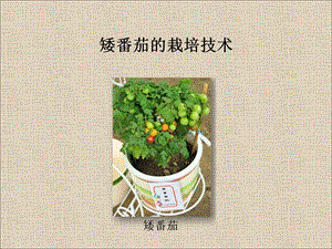 中小学植物栽培竞赛矮番茄课件.ppt