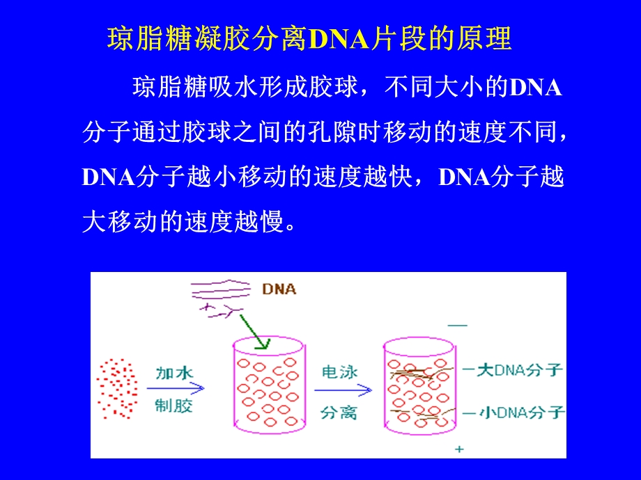 DNA与RNA分析方法课件.ppt_第3页