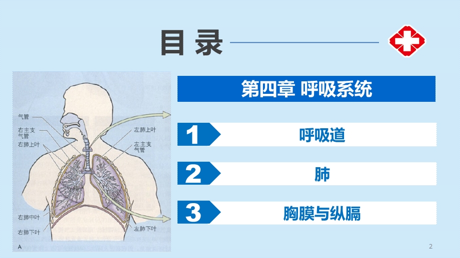 解剖学基础第04章呼吸系统课件.pptx_第2页