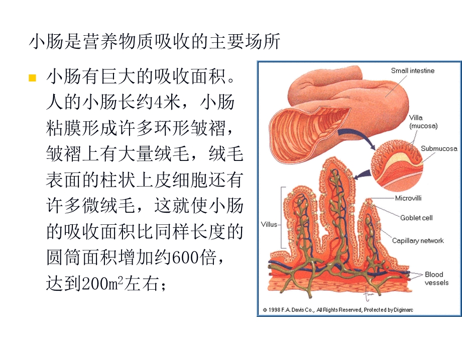 《食品毒理学》第二章：食品毒物的生物转运和生物转化课件.ppt_第3页