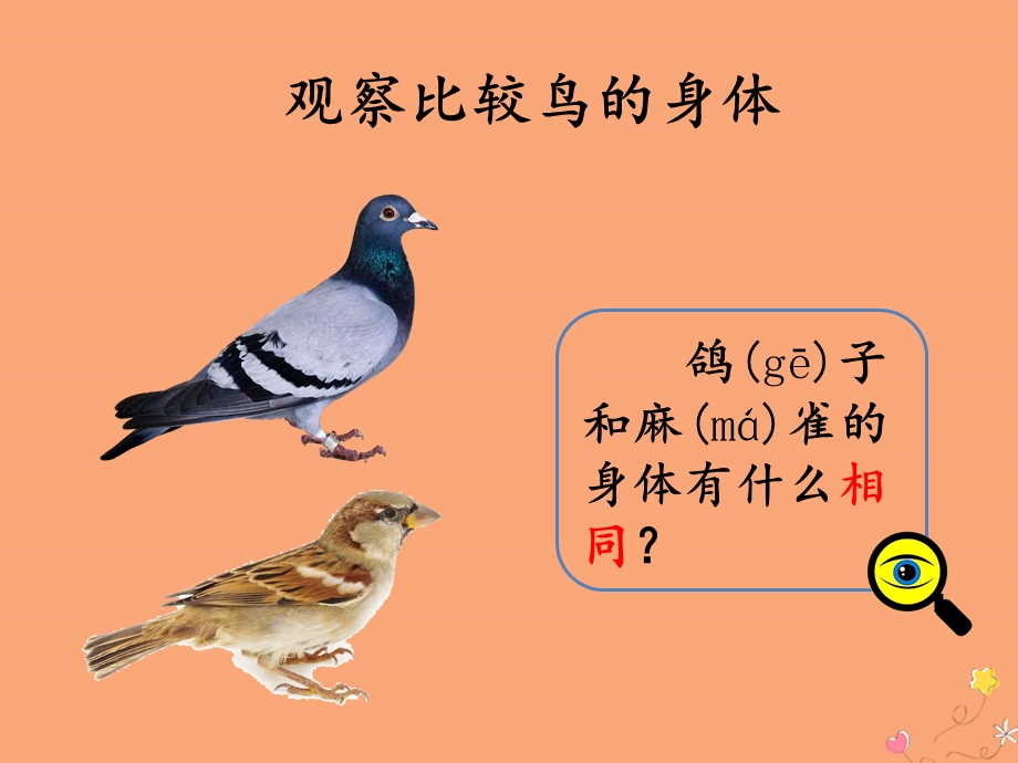三年级科学上册第二单元各种各样的动物2.3鸟ppt课件.ppt_第3页