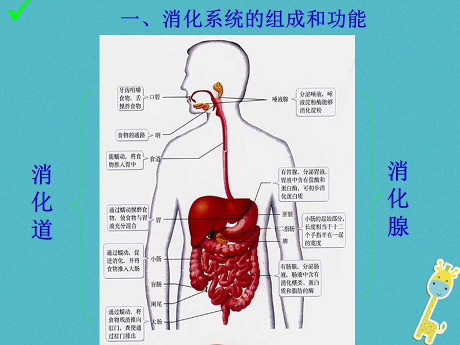 七年级生物下册第四单元第二章第二节消化和吸收ppt课件1(新版)新人教版.ppt_第2页