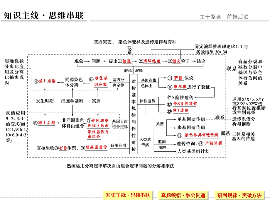 孟德尔遗传定律二轮复习课件.ppt_第3页