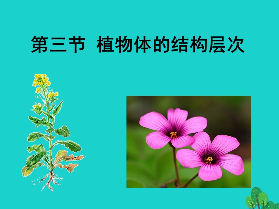 七年级生物上册第二单元23植物体的结构层次ppt课件（新版）新人教版.ppt_第2页