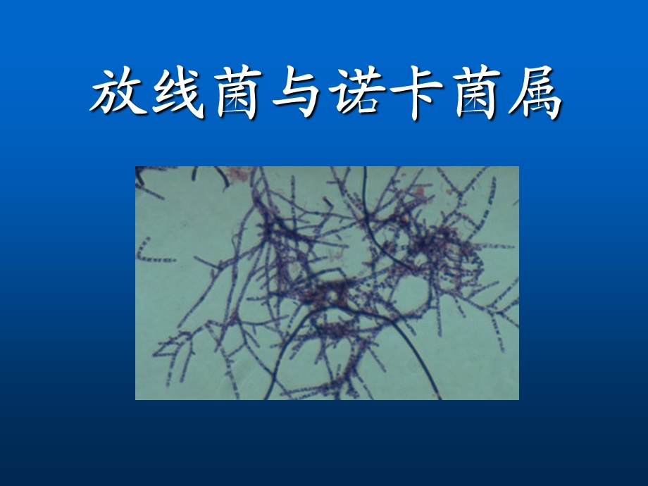 放线菌属与诺卡菌属课件.ppt_第1页