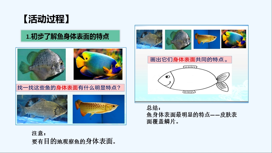 青岛版三级科学第二课《动物的皮肤》课件.ppt_第2页