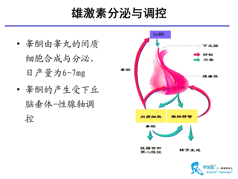 雄激素与男性性腺功能减退症课件.ppt_第2页