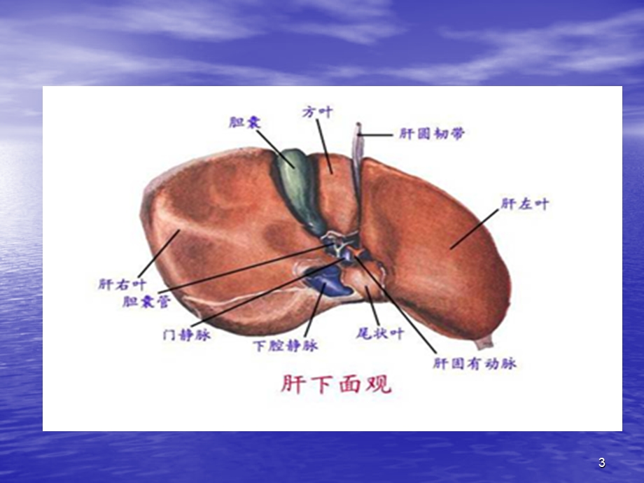 门静脉高压症病人的护理课件PPT.ppt_第3页