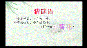 三年级下册美术ppt课件《荷花美》赣美版.ppt