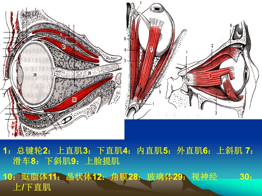 CT扫描技术(眼、鼻、耳 扫描)课件.ppt_第3页