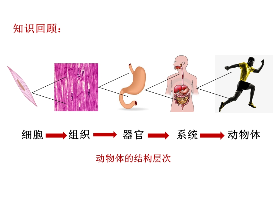 植物体的结构层次课件.pptx_第2页