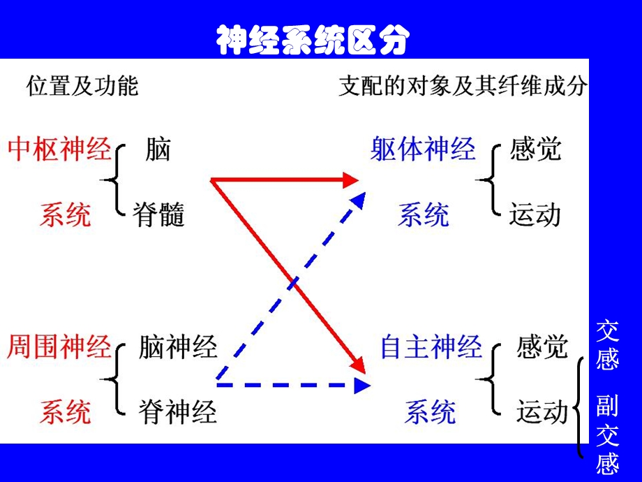 人体其他系统基本知识神经系统 课件.ppt_第3页