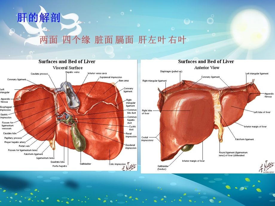 人工肝治疗方式介绍及选择ppt课件.ppt_第2页