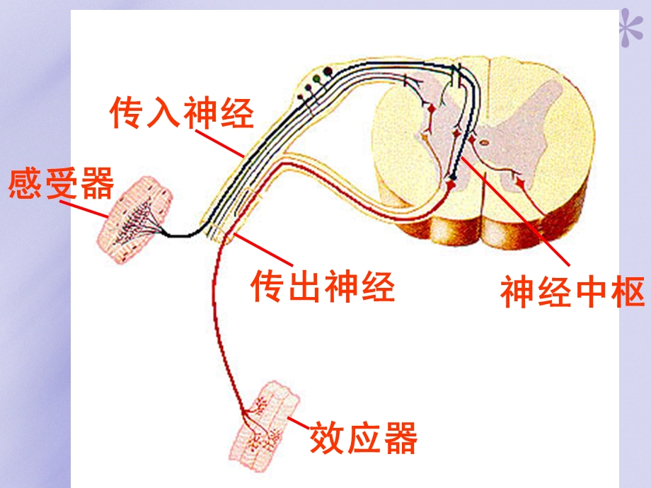 简单反射和复杂反射汇总课件.ppt_第1页