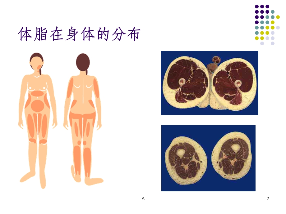 上臂围和皮褶厚度测量课件.ppt_第2页