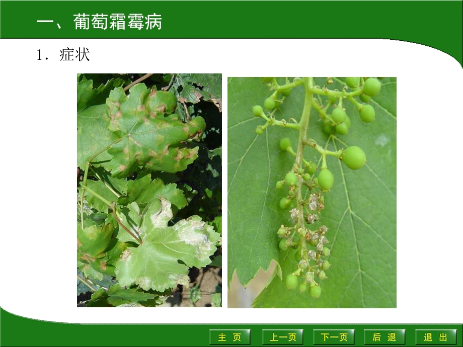 园艺植物病虫害防治课件.ppt_第2页