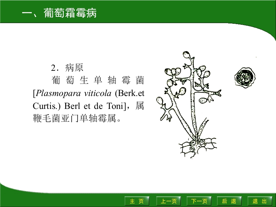 园艺植物病虫害防治课件.ppt_第3页