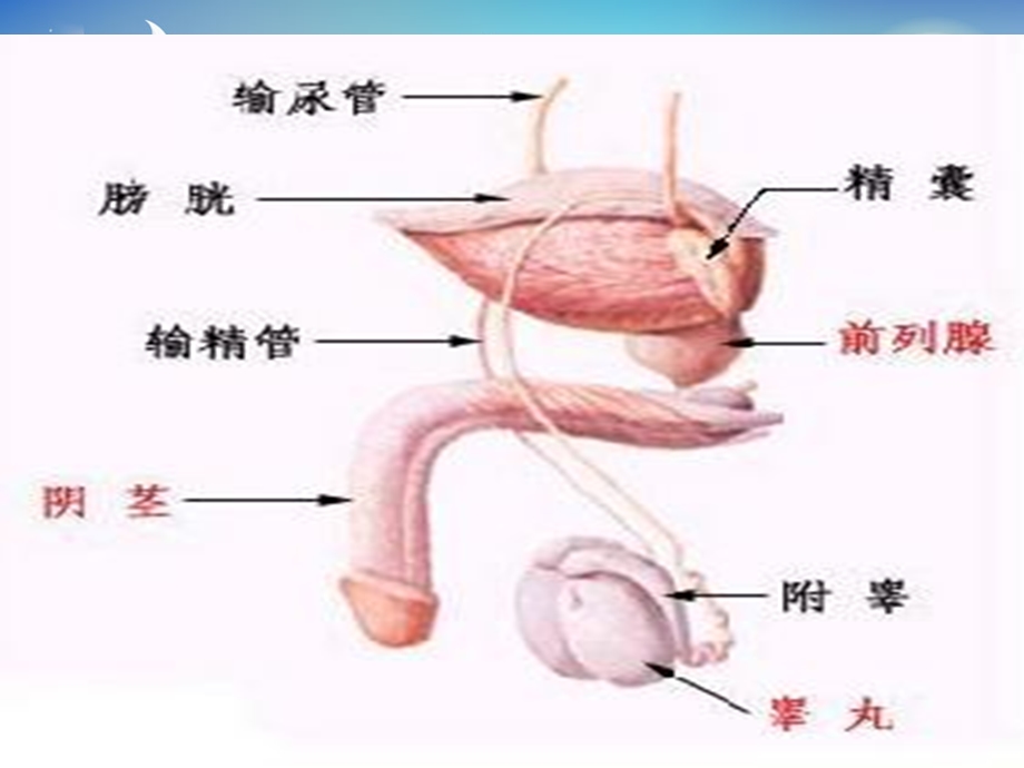 前列腺增生患者留置尿管技巧与护理ppt课件.ppt_第3页