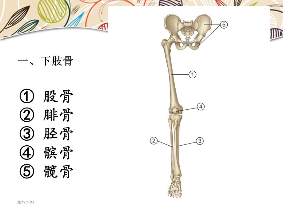 人体解剖学（下肢部）汇总课件.ppt_第3页