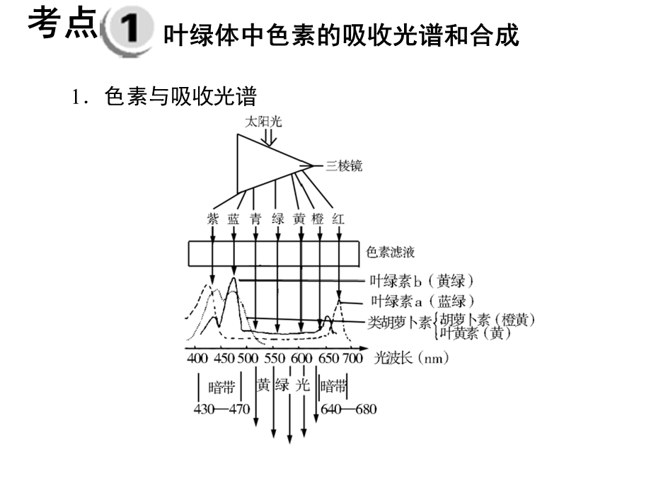 光及光合作用高频考点课件.ppt_第2页