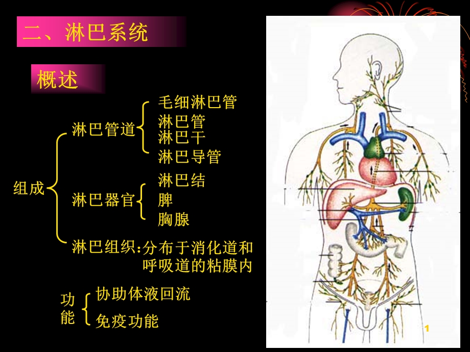 人体淋巴系统课件.ppt_第1页