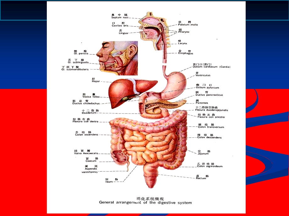人体解剖生理学消化系统的结构与功能课件.ppt_第2页