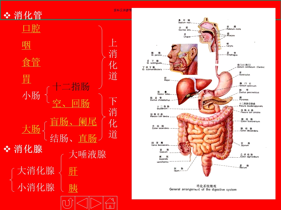 人体解剖生理学消化系统的结构与功能课件.ppt_第3页