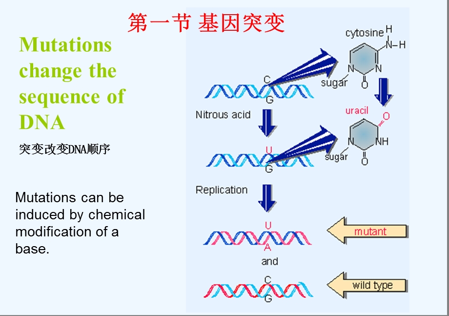 分子生物学第五章基因突变和修复课件.ppt_第2页