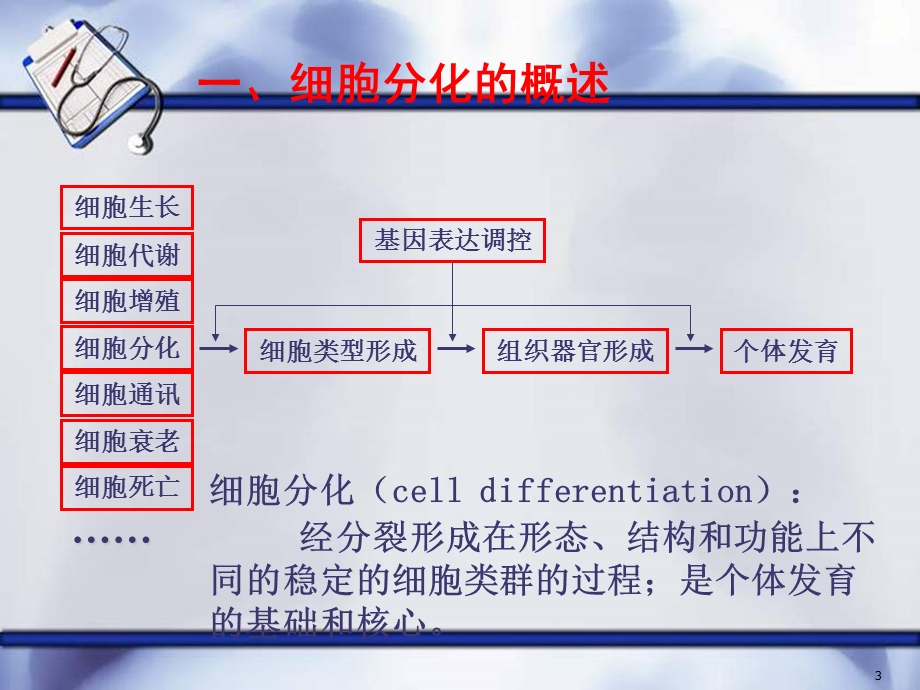 《医学细胞生物学》细胞分化课件.ppt_第3页