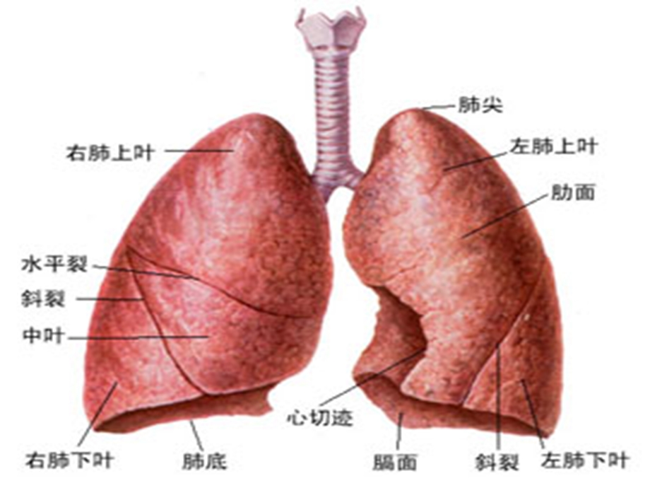 人体的呼吸运动ppt课件.ppt_第2页