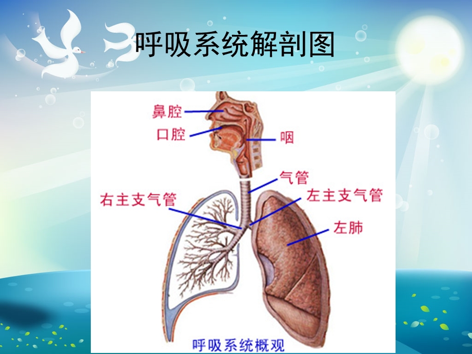 人工气道的临床应用及护理ppt课件.ppt_第1页