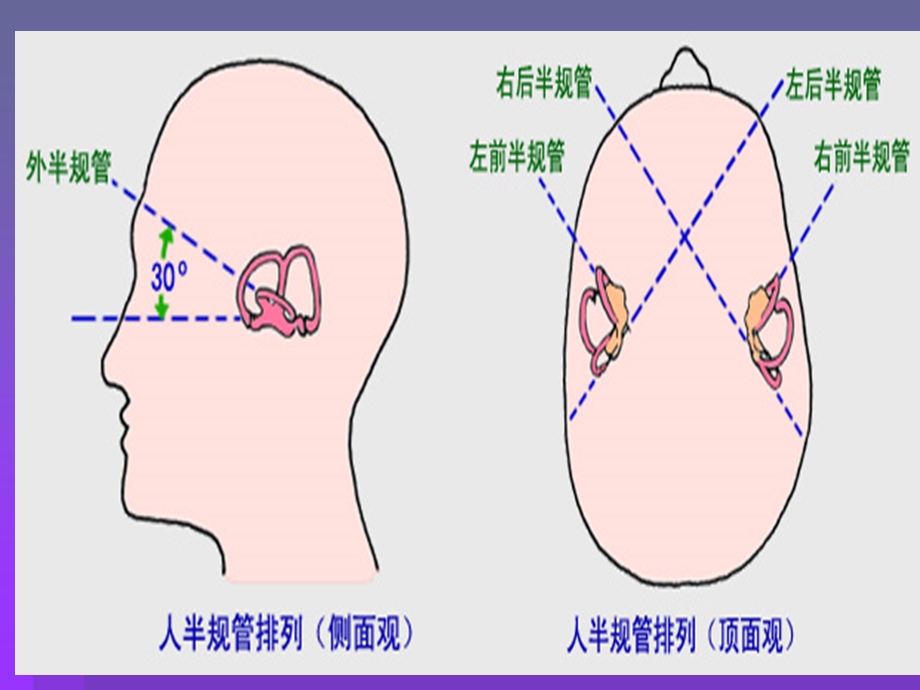 前庭系统专业知识宣讲培训ppt课件.ppt_第3页