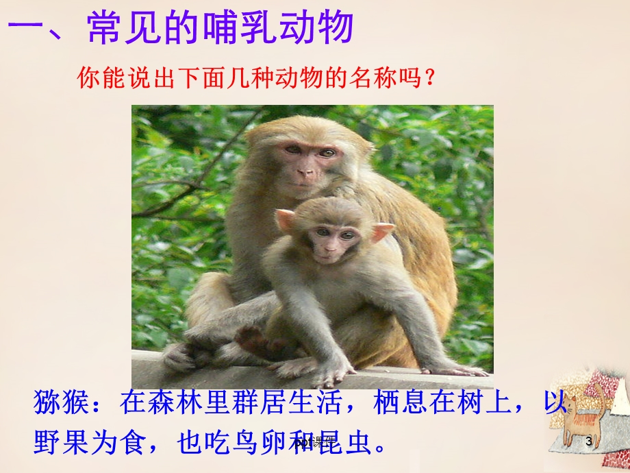 《哺乳动物》课件.ppt_第3页