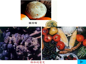 八年级生物细菌和真菌的分布课件.ppt