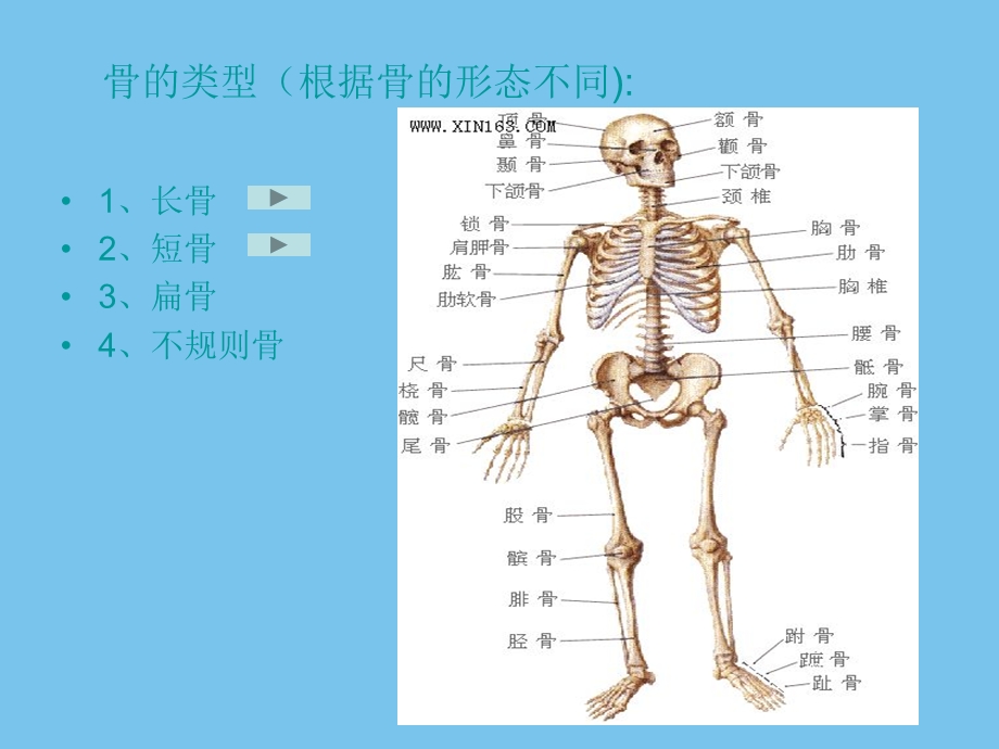 动物运动的形成课件.ppt_第3页