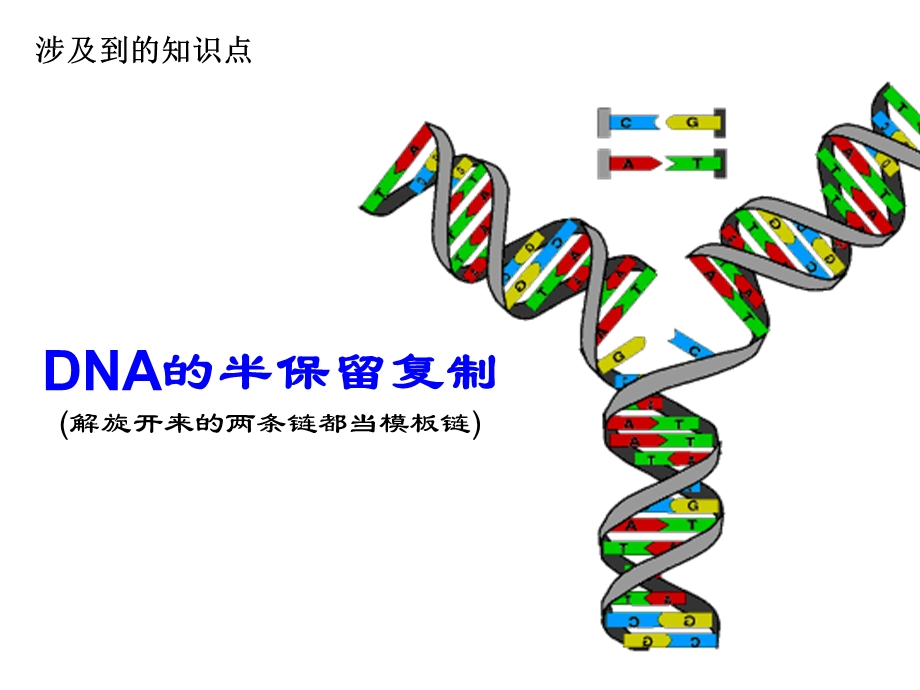 细胞连续分裂所得子细胞的放射性情况汇总课件.ppt_第2页