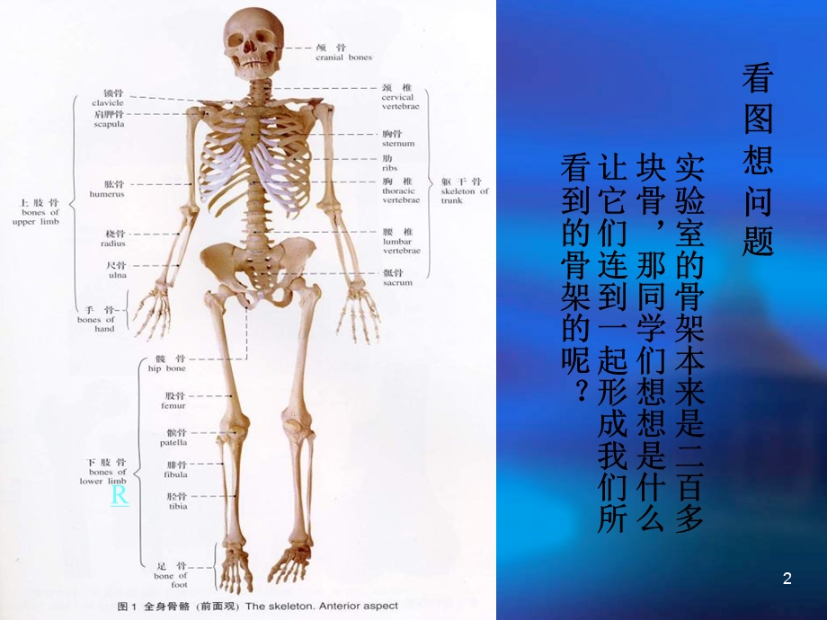 关节肌学概述课件.pptx_第2页