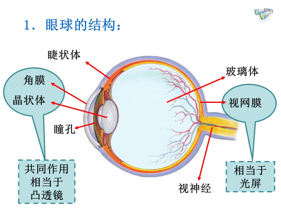 眼睛和眼镜14眼睛和眼镜课件.ppt_第3页